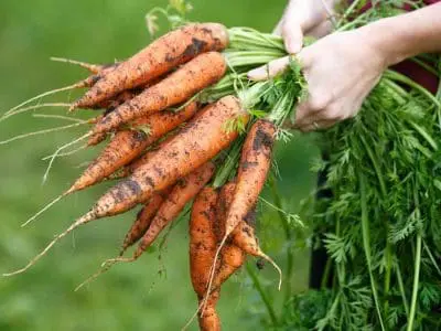 holding carrots