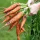 holding carrots