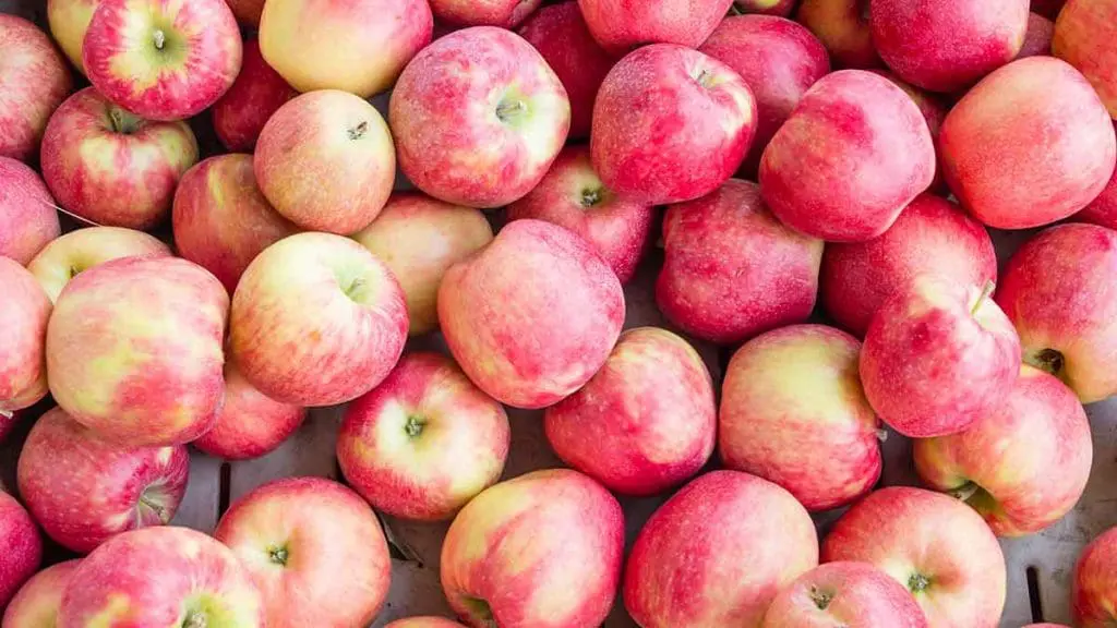 honey crisp apple