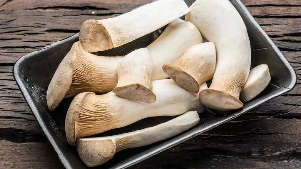 king oyster mushroom
