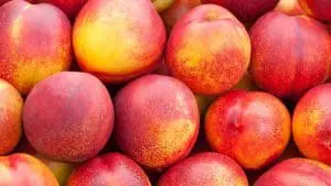 nectarines