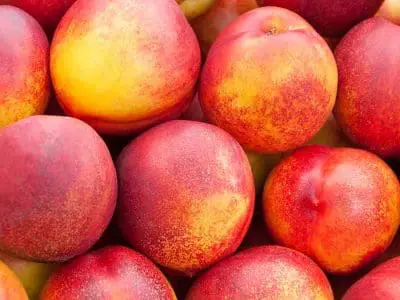 nectarines
