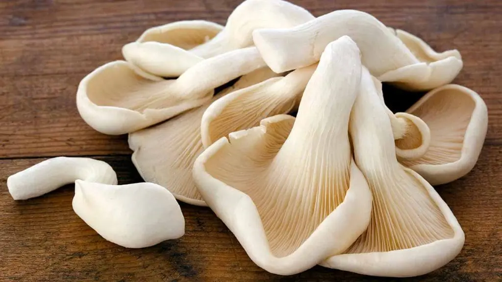 oyster mushroom