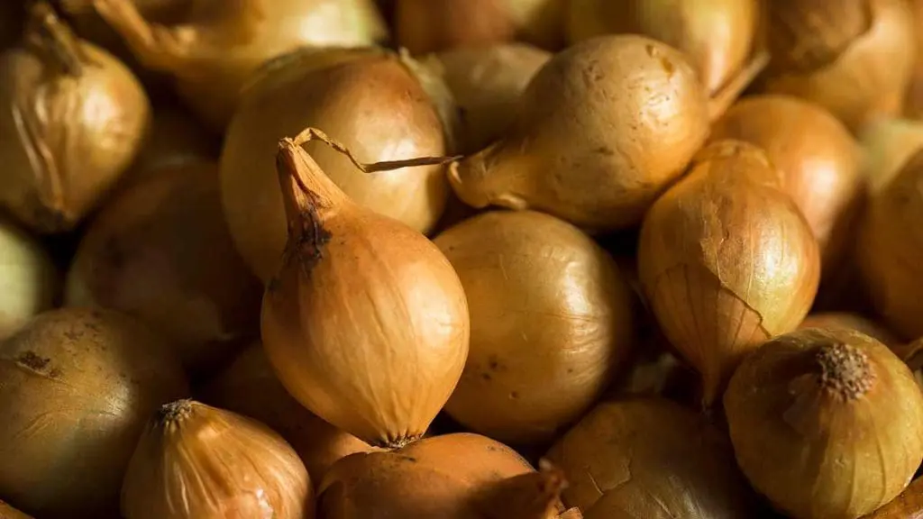 pearl onion