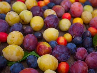 plum varieties
