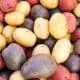 potatoes multicolored