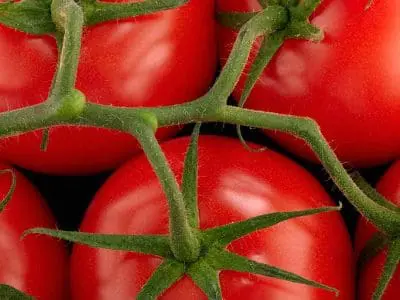 round tomatoes