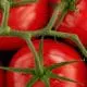 round tomatoes