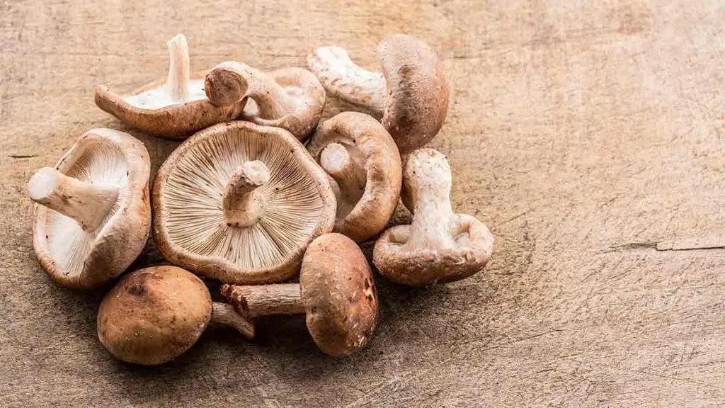 shitake