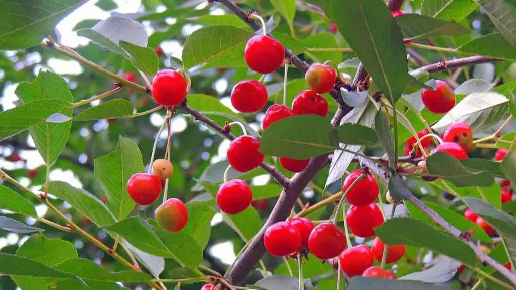 sour cherries