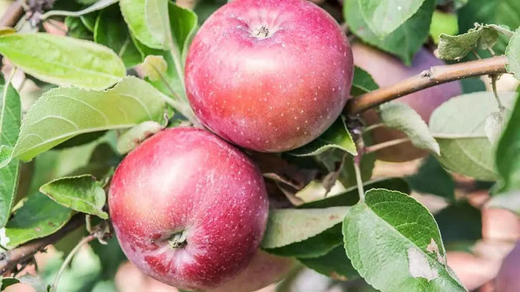 spartan apple