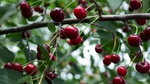sweet cherries