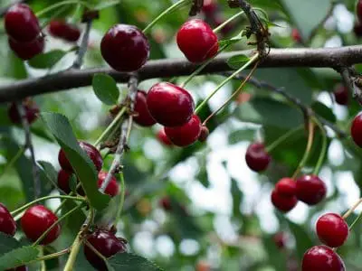 sweet cherries