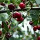 sweet cherries