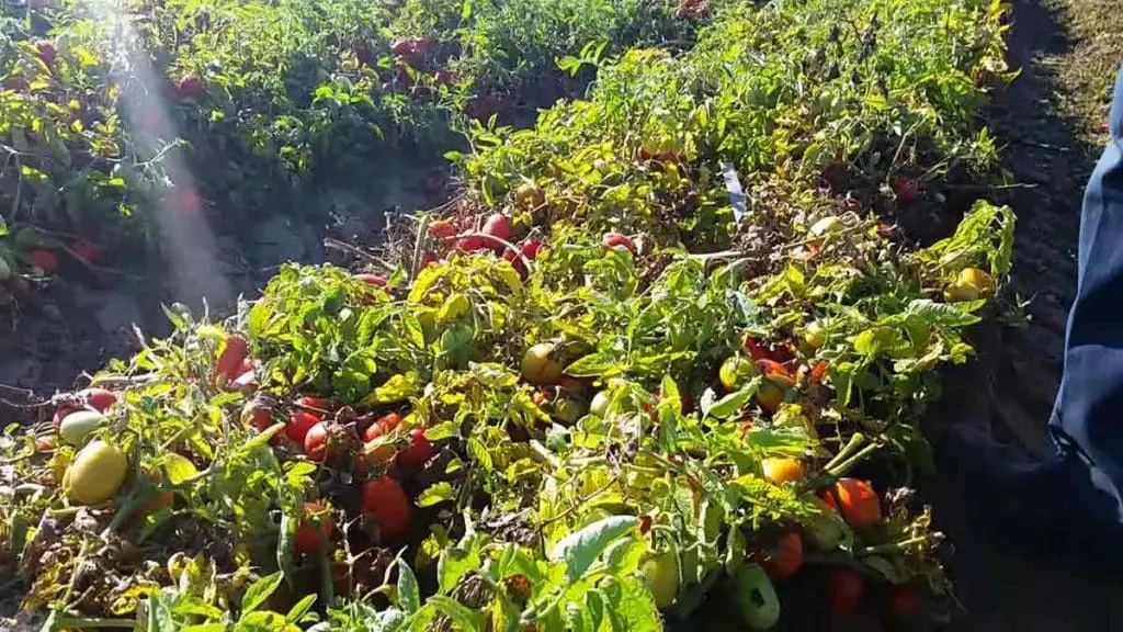 tomato field