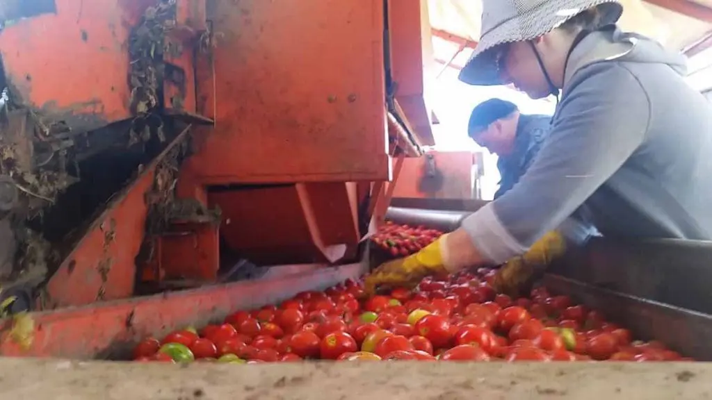 tomato sorting