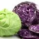 types of cabbage