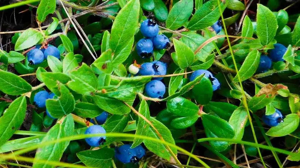 Wild Blueberries