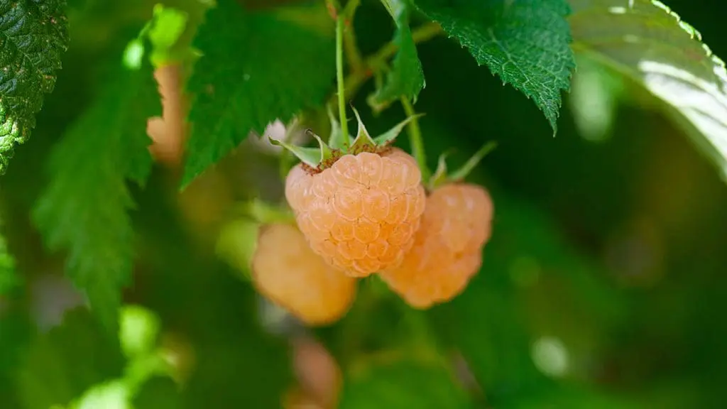 yellow raspberries