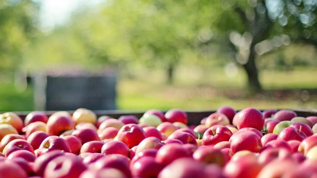 Apple-Orchard