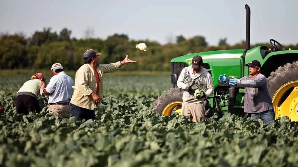 cauliflower farming