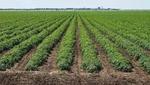 field of tomatoes