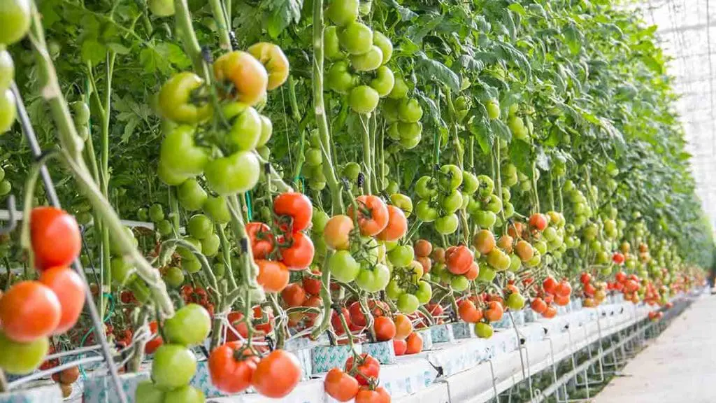 greenhouse tomatoes
