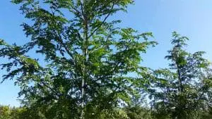 tree farming 1