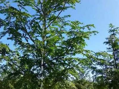tree farming 1