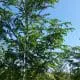 tree farming 1