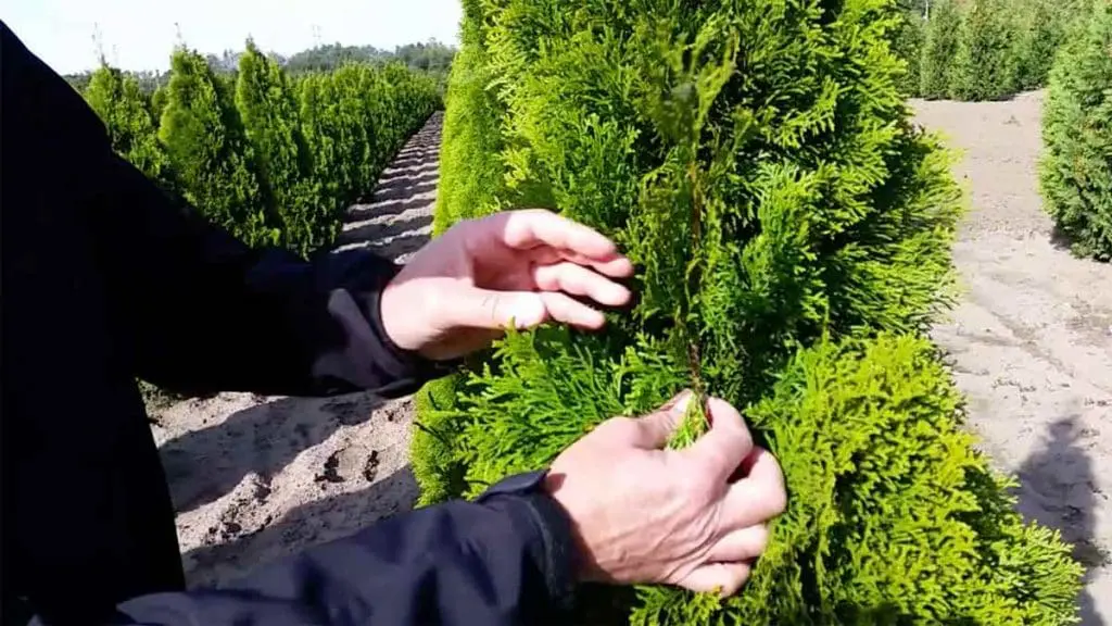 tree farming