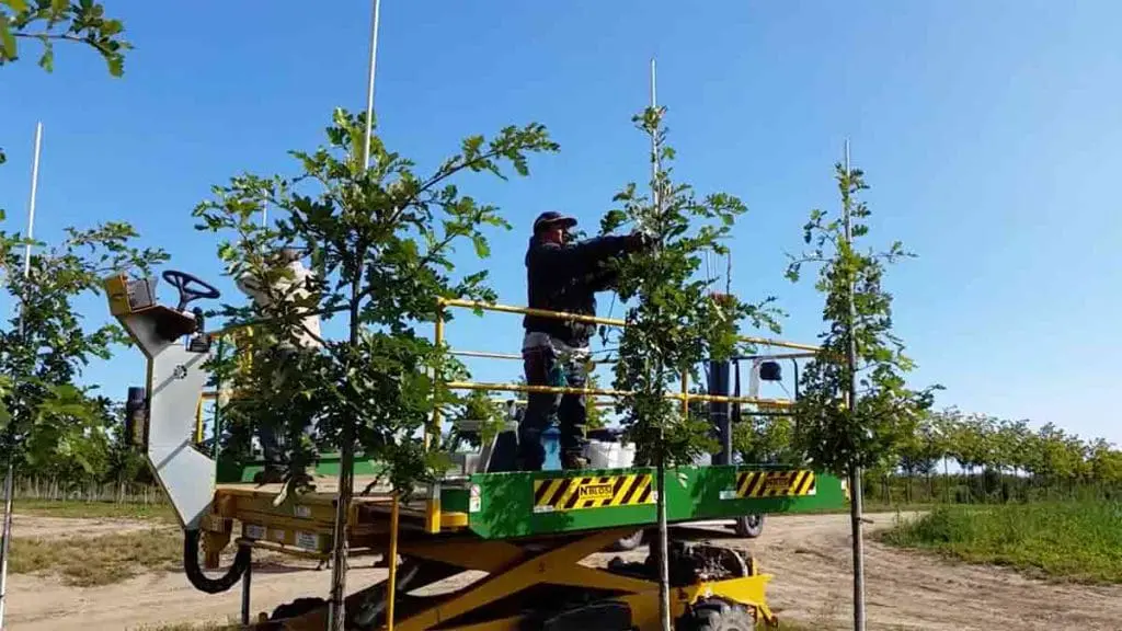 tree-farming-2