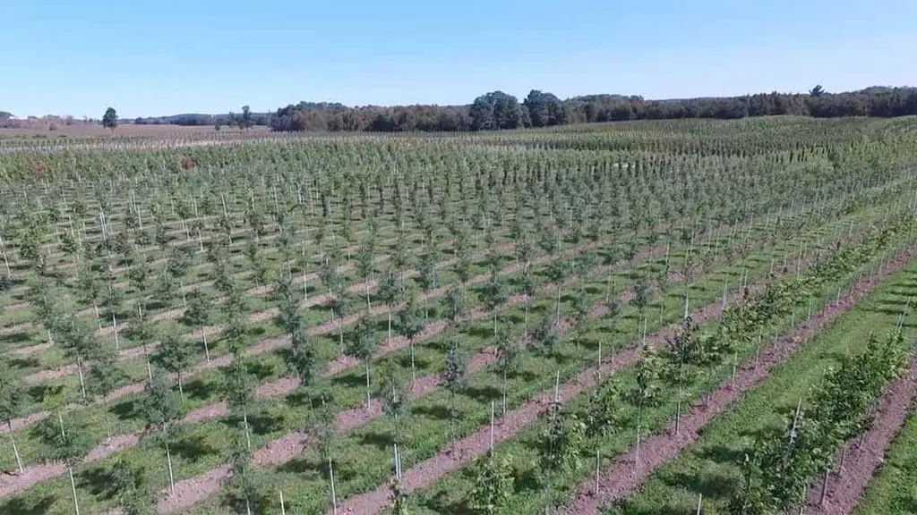 tree farming 5
