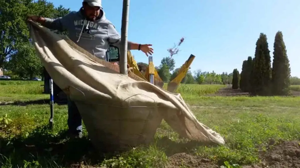 tree-farming-7