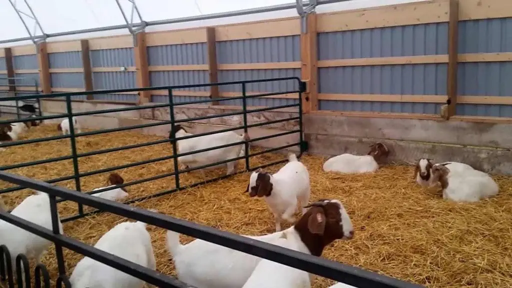 boer goat pen