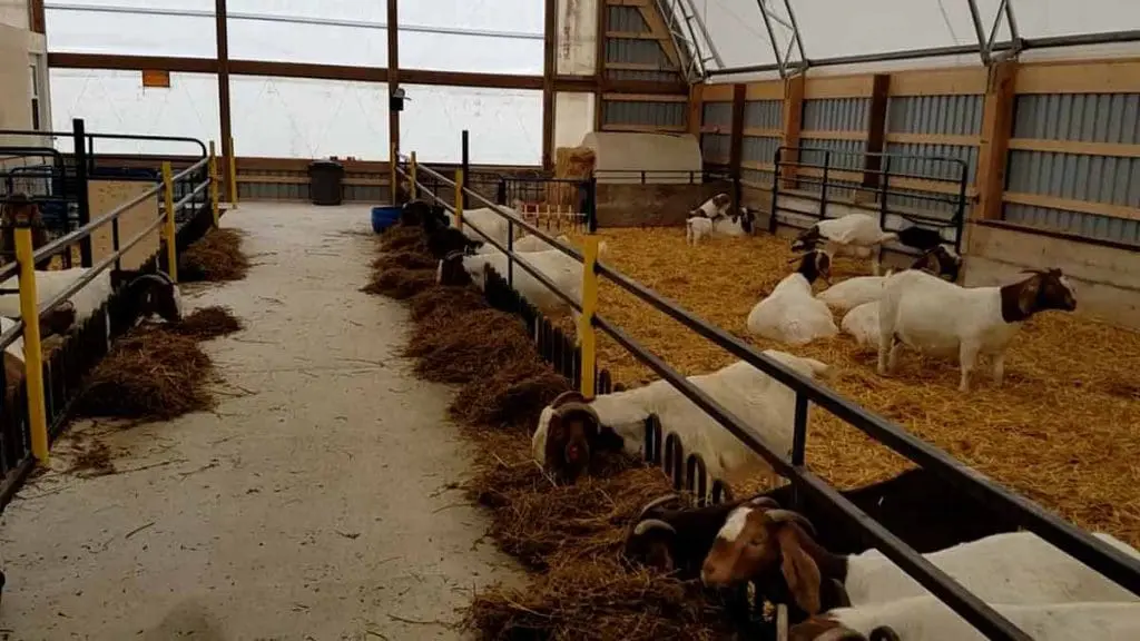goat barn