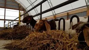 boer goats eating hay