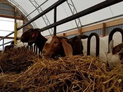 boer goats eating hay