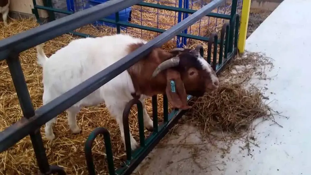 goat market animal
