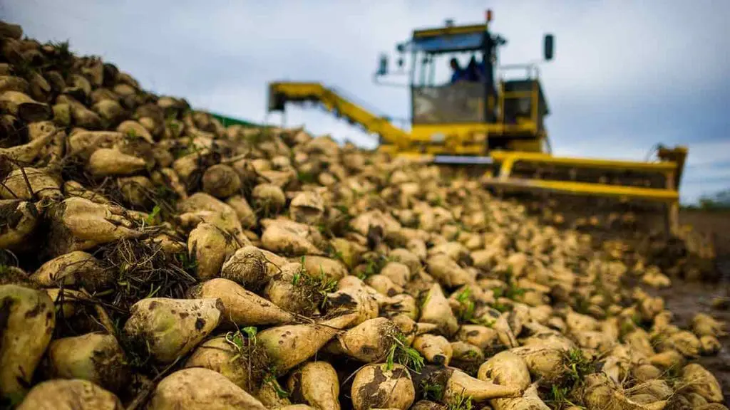 sugar-beet-equipment