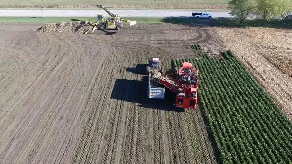 sugar beet field