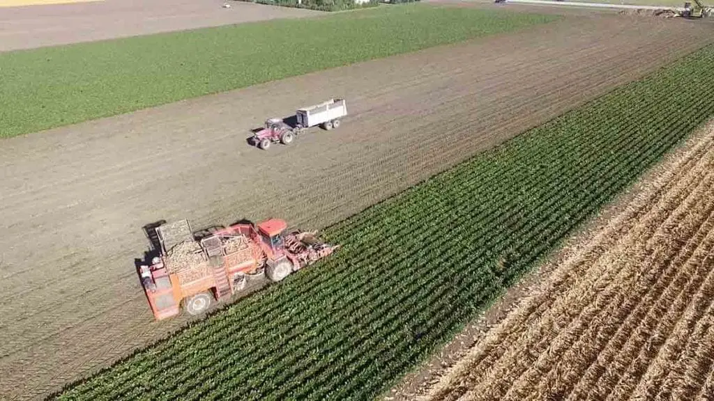 sugar beet harvest