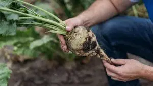 sugar-beet-in-hand