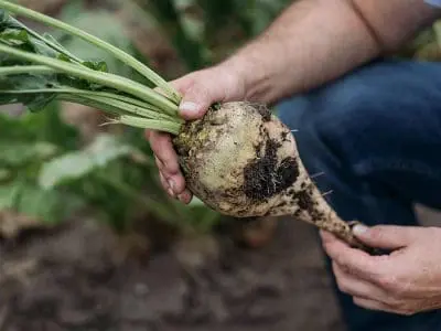 sugar-beet-in-hand