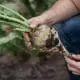 sugar-beet-in-hand