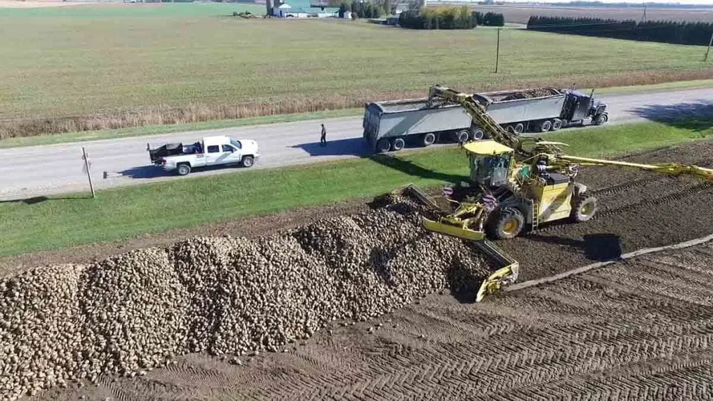 sugar beet pile