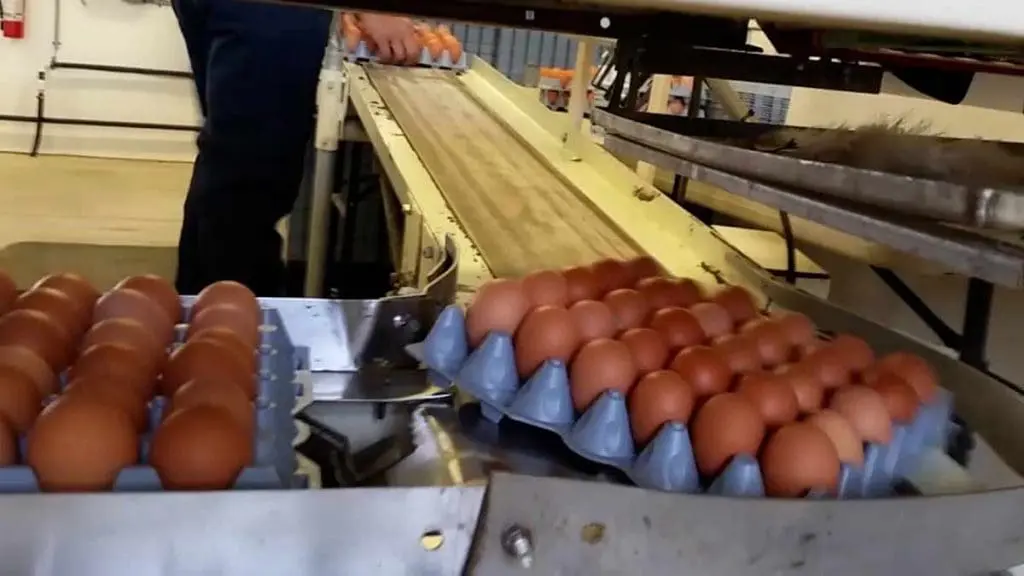 enriched egg colony housing