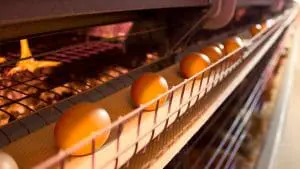 egg conveyor