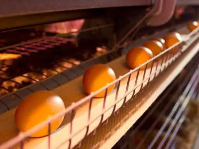 egg conveyor