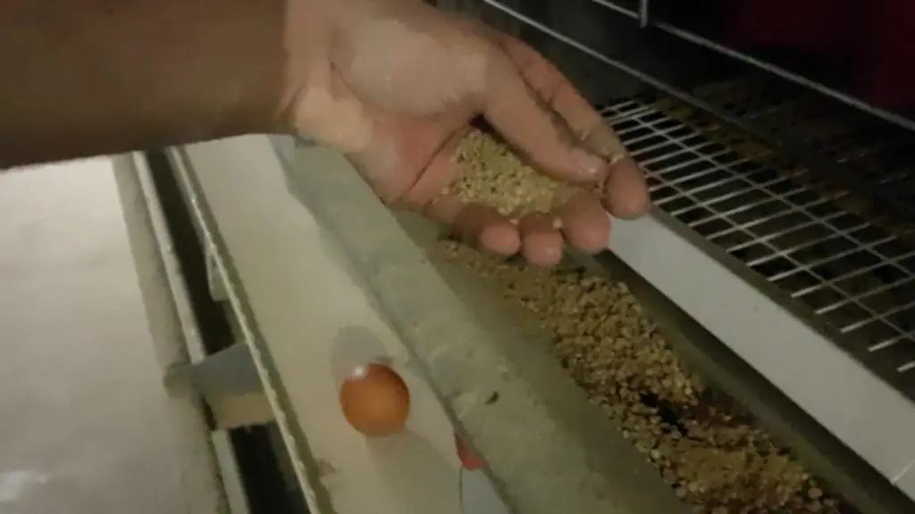 hen feed